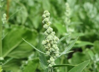 Jakie prawa daje meldunek?