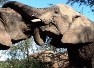 Czy dom nabyty przed ślubem podlega podziałowi?