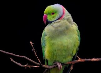 Czy pies może nosić obroże cały czas? Czy pies może nosić obroże cały czas?