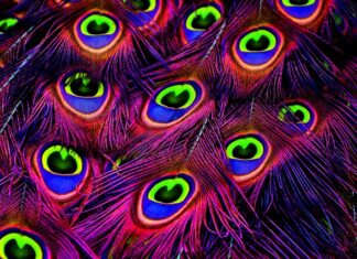 Jakie obrączki dla pawi?