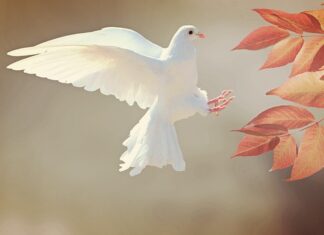 Jak sprawdzić do kogo należy gołąb? Jak sprawdzić do kogo należy gołąb?