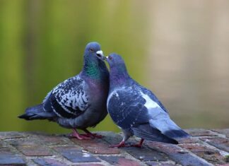 Czy można strzelać do gołębi? Czy można strzelać do gołębi?