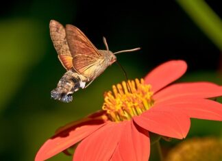 Gdzie zgłosić gołębia z obrączką?