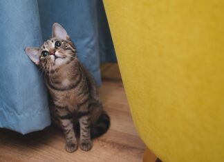 W czym można kąpać kota? W czym można kąpać kota?