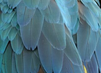 Gdzie zgłaszać ptasie obrączki?