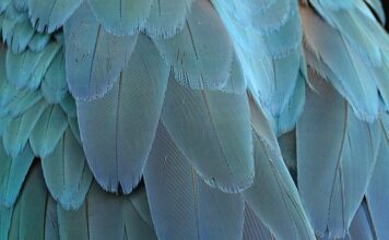 Gdzie zgłaszać ptasie obrączki? Gdzie zgłaszać ptasie obrączki?