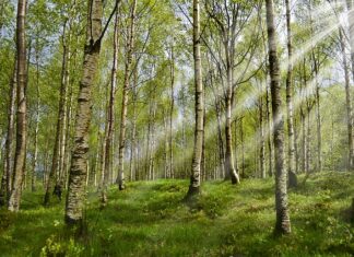 Po jakim czasie kleszcz odpada od psa?