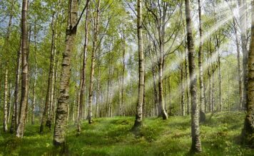 Kiedy zdjąć psu obroże na kleszcze?