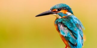 Kto jest właścicielem Kingfisher?