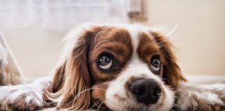 Jakie komendy można nauczyć psa?