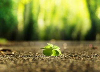 Jak znaleźć właściciela gołębia?