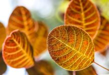 W jakim stanie synonim?