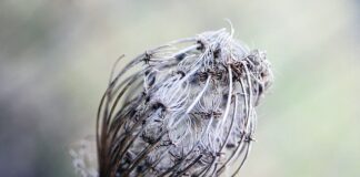 Co daje owalna zębatką? Co daje owalna zębatką?