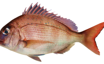 Jaki pellet sprawdza się na leszcza?