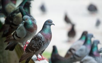 Obrączki dla Gołębi: Kluczowy Element w Światku Współzawodnictwa i Hodowli. Obrączki dla Gołębi